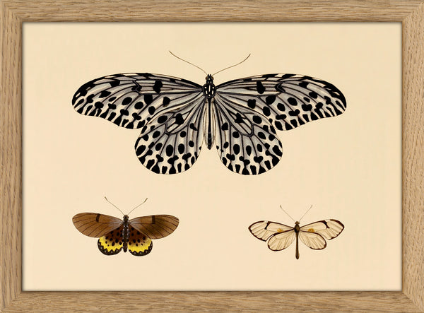 Three Butterflies. Mini Print