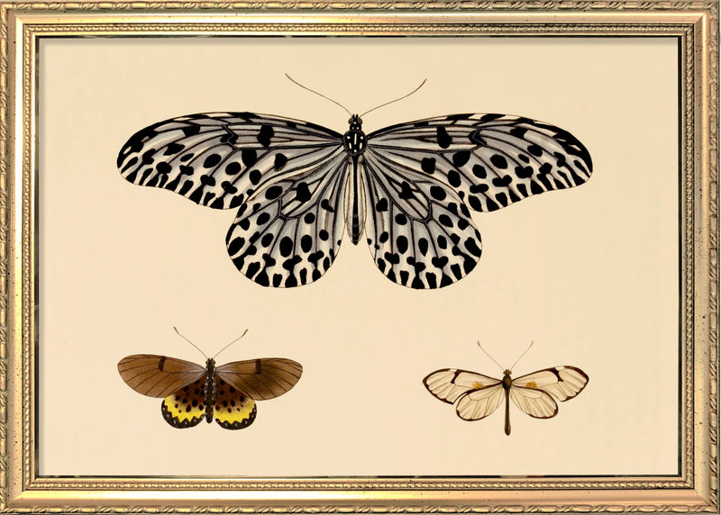 Three Butterflies. Mini Print