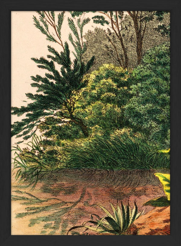 Mauritia Aculeata Close Up. Mini Print