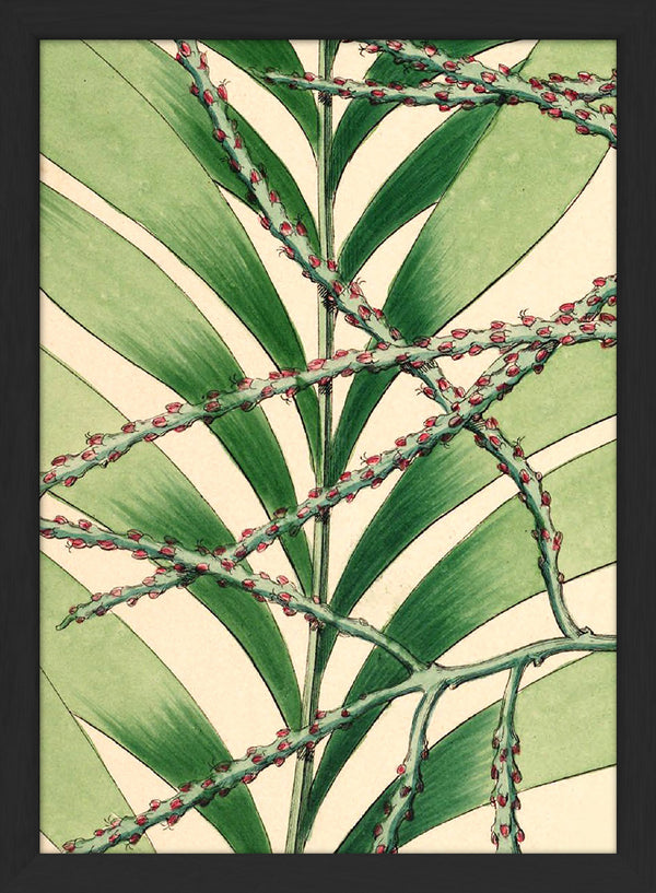 Geonoma Multiflora Close Up. Mini Print