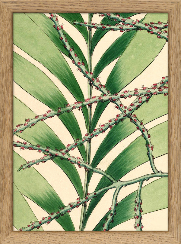 Geonoma Multiflora Close Up. Mini Print