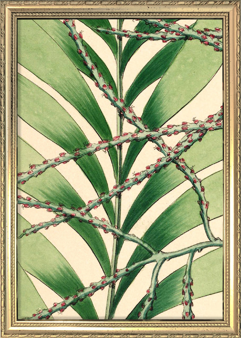 Geonoma Multiflora Close Up. Mini Print