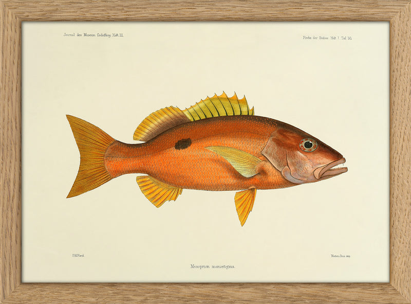 Orange Fish. Mini Print