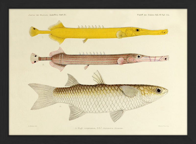 Two Chinese Pipefish (Aulostomus Chinense) and One Fish (Mugil Compressus). Mini Print