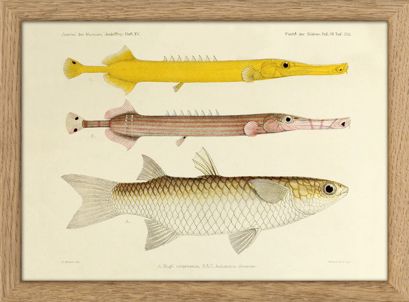 Two Chinese Pipefish (Aulostomus Chinense) and One Fish (Mugil Compressus). Mini Print