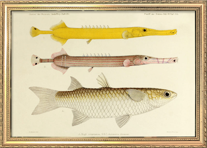 Two Chinese Pipefish (Aulostomus Chinense) and One Fish (Mugil Compressus). Mini Print