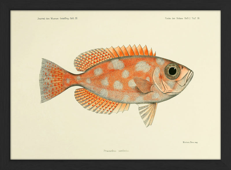 Blotched Bigeye (Priacanthus Carolinus). Mini Print