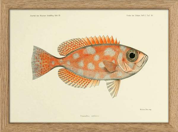 Blotched Bigeye (Priacanthus Carolinus). Mini Print