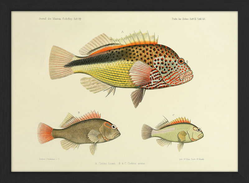 Three Hawkfish (Cirrhites Forsteri and Arcatus). Mini Print