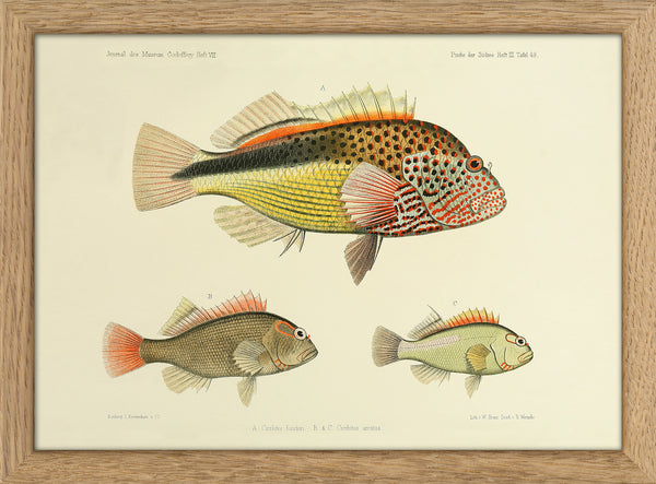 Three Hawkfish (Cirrhites Forsteri and Arcatus). Mini Print