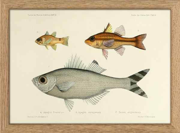 Bridled Cardinalfish (Apogon Frenatus), Samoan Cardinalfish (Apogon Savayensis) and Fivebar Flagtail (Dules Argenteus). Mini Print