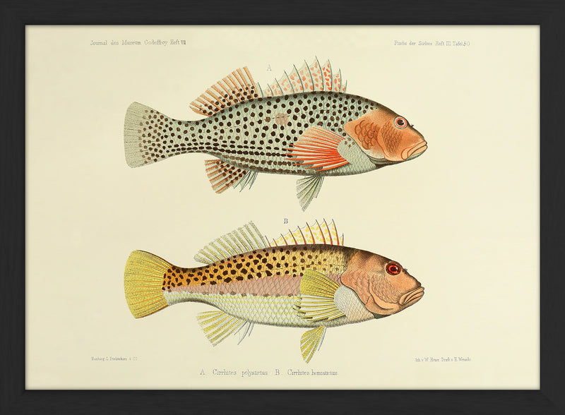 Two Hawkfish (Cirrhites Polytictus and Hemistictus). Mini Print