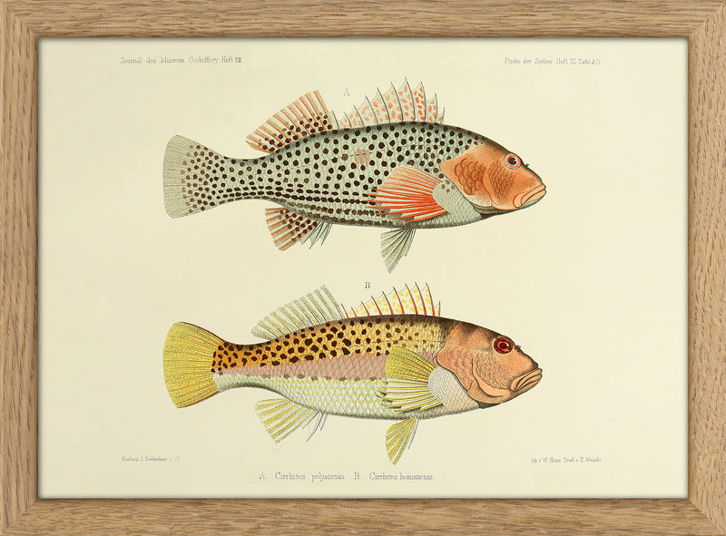 Two Hawkfish (Cirrhites Polytictus and Hemistictus). Mini Print