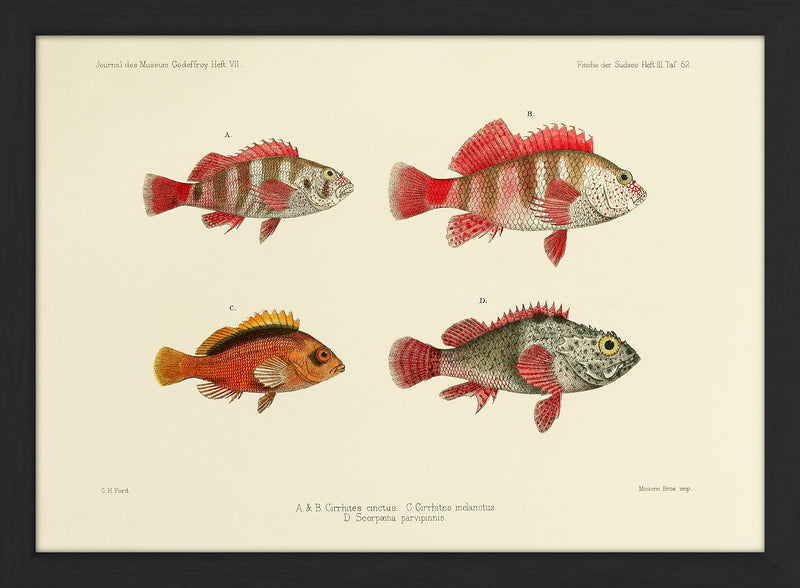 Three Hawkfish and a Scorpionfish (Cirrhites Cinctus and Melanotus and Scorpæna Parvipinnis). Mini Print