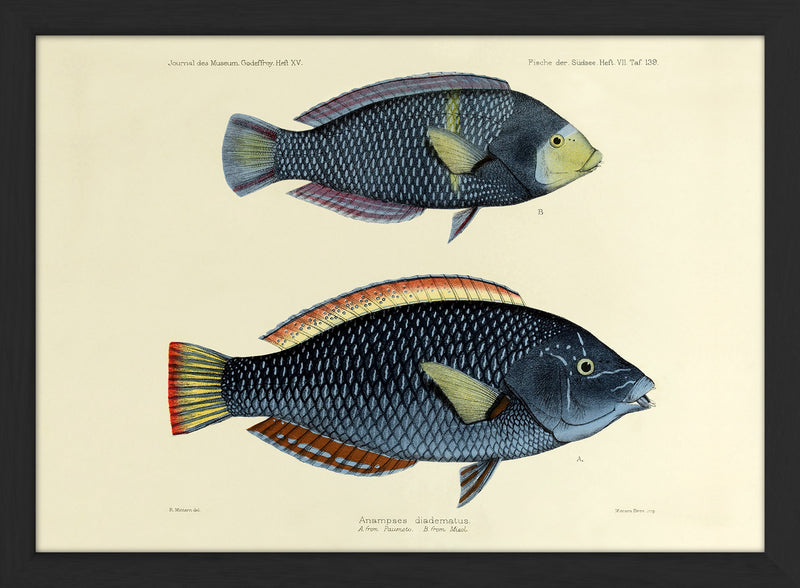 One Small and One Big Spotted Wrasse (Anampses Diadematus). Mini Print