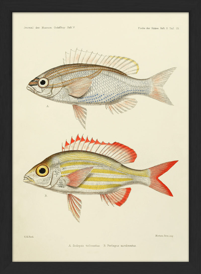 Threelined Monocle Beam (Scolopsis Trilineatus) and Yellow Striped Squirrelfish (Pentapus Aurolineatus). Mini Print