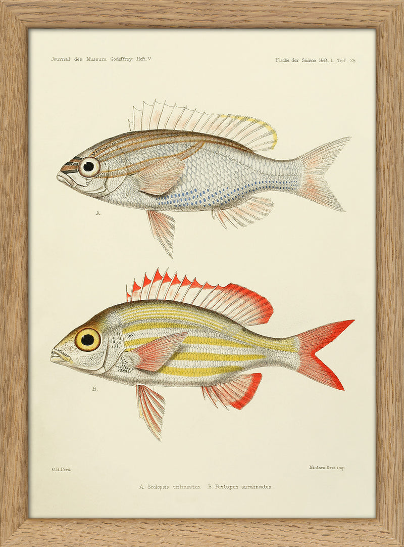 Threelined Monocle Beam (Scolopsis Trilineatus) and Yellow Striped Squirrelfish (Pentapus Aurolineatus). Mini Print