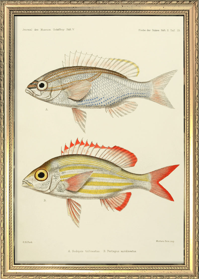 Threelined Monocle Beam (Scolopsis Trilineatus) and Yellow Striped Squirrelfish (Pentapus Aurolineatus). Mini Print