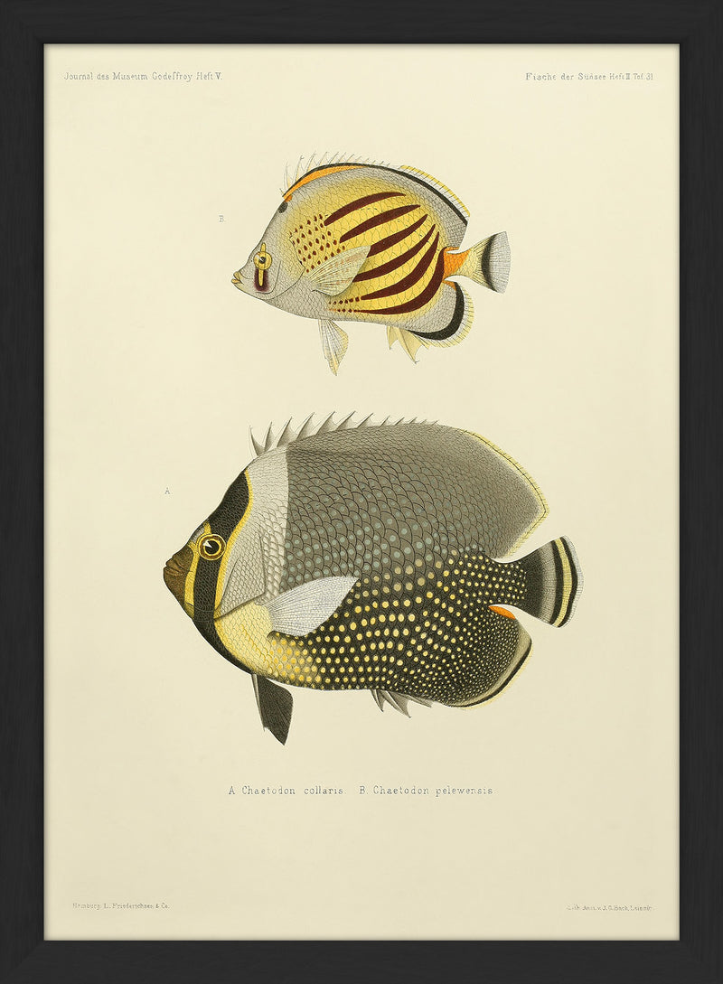 White Collar Butterflyfish (Chaetodon Collaris) and Dot Dash Butterflyfish (Chaetodon Pelewensis). Mini Print