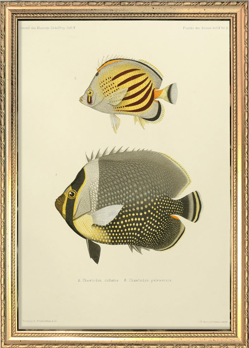 White Collar Butterflyfish (Chaetodon Collaris) and Dot Dash Butterflyfish (Chaetodon Pelewensis). Mini Print