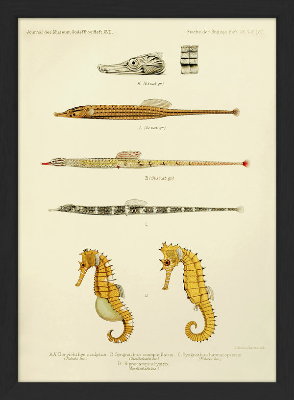 Sculptured Pipefish (Doryichthys Sculptus), Reticulate Pipefish (Syngnathus Conspicillatus), Messmate Pipefish (Syngnathus Hæmatopterus) and two Spiny Seahorses (Hippocampus Histrix). Mini Print