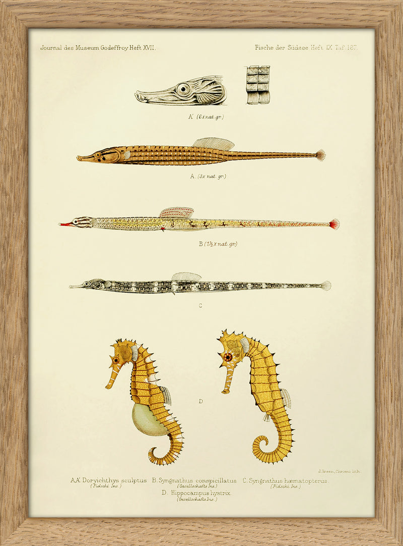 Sculptured Pipefish (Doryichthys Sculptus), Reticulate Pipefish (Syngnathus Conspicillatus), Messmate Pipefish (Syngnathus Hæmatopterus) and two Spiny Seahorses (Hippocampus Histrix). Mini Print