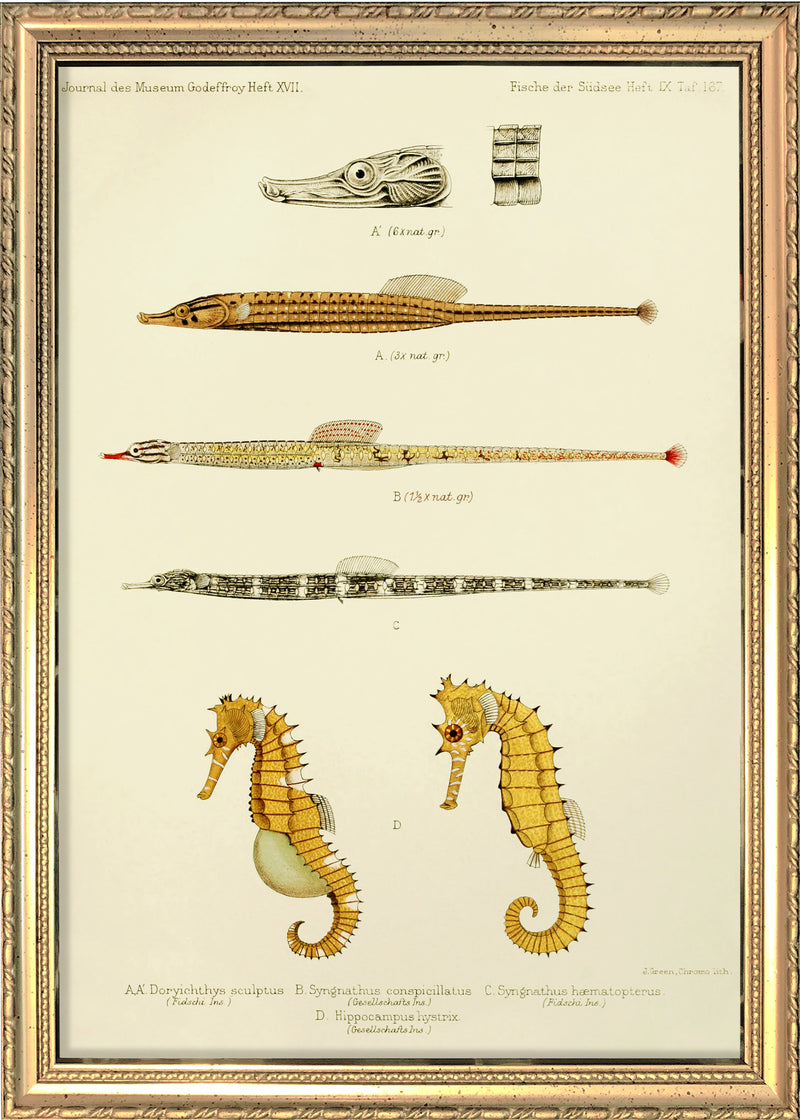 Sculptured Pipefish (Doryichthys Sculptus), Reticulate Pipefish (Syngnathus Conspicillatus), Messmate Pipefish (Syngnathus Hæmatopterus) and two Spiny Seahorses (Hippocampus Histrix). Mini Print