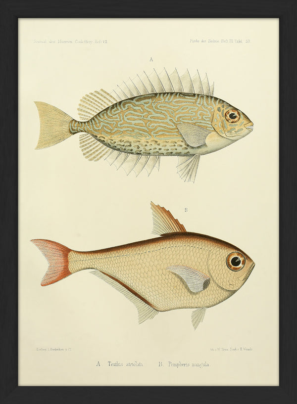 Gold Spot Rabbitfish (Teuthis Striolata) and Black-Edged Sweeper (Pempheris Mangula). Mini Print