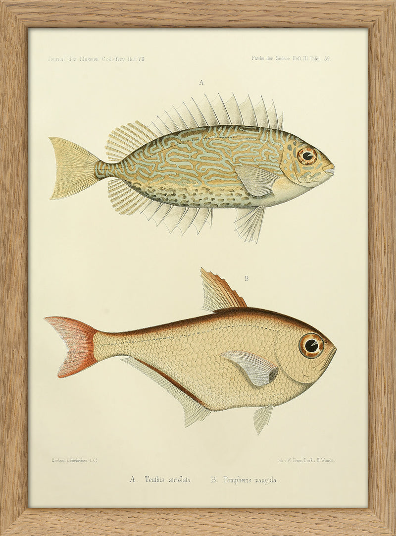 Gold Spot Rabbitfish (Teuthis Striolata) and Black-Edged Sweeper (Pempheris Mangula). Mini Print