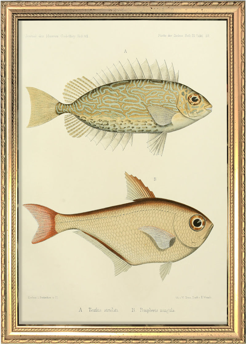 Gold Spot Rabbitfish (Teuthis Striolata) and Black-Edged Sweeper (Pempheris Mangula). Mini Print