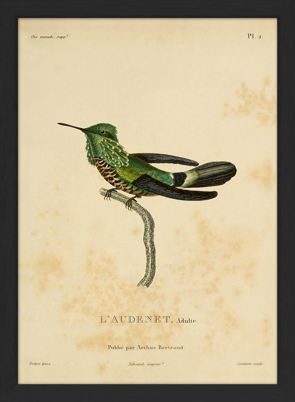 Audenet's Green Hummingbird (Trochilidae). Mini Print
