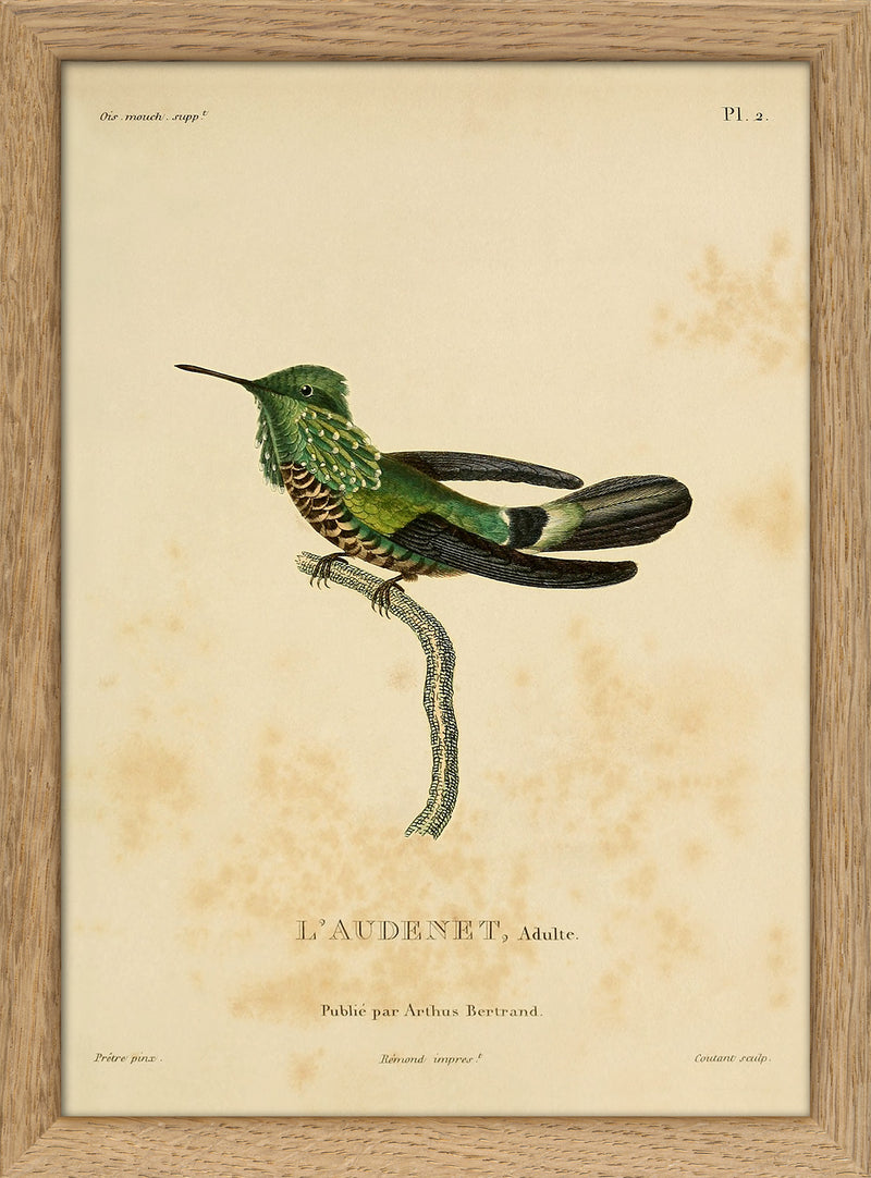 Audenet's Green Hummingbird (Trochilidae). Mini Print