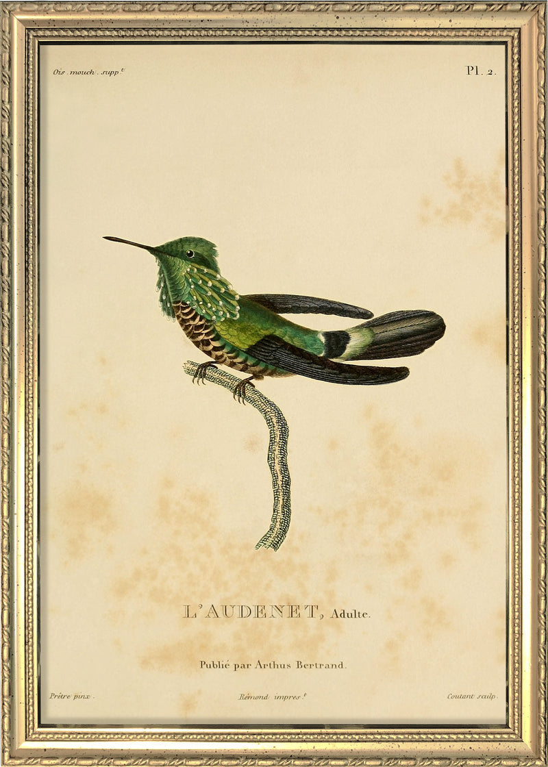 Audenet's Green Hummingbird (Trochilidae). Mini Print