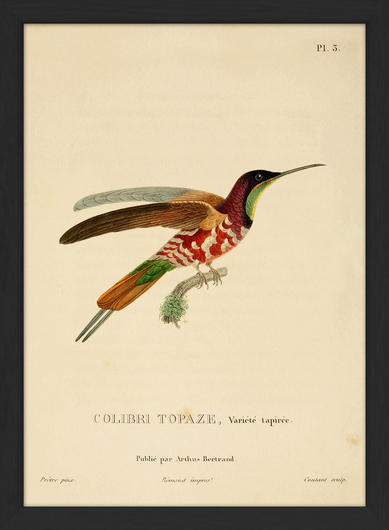 Crimson Topaz Hummingbird (Topaza Pella). Mini Print
