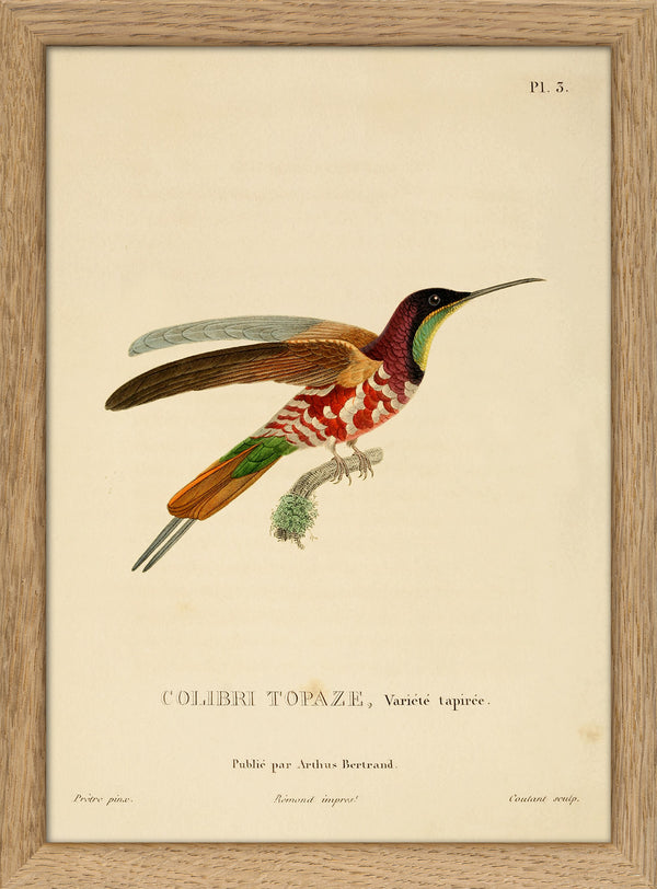 Crimson Topaz Hummingbird (Topaza Pella). Mini Print