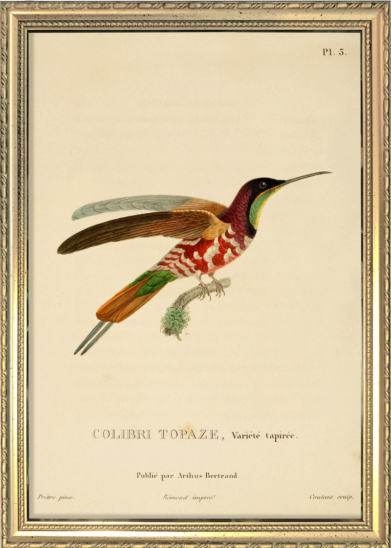 Crimson Topaz Hummingbird (Topaza Pella). Mini Print