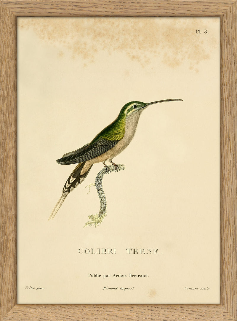 Scaly-breasted Hummingbird (Tern/Phaeochroa Cuvierii). Mini Print