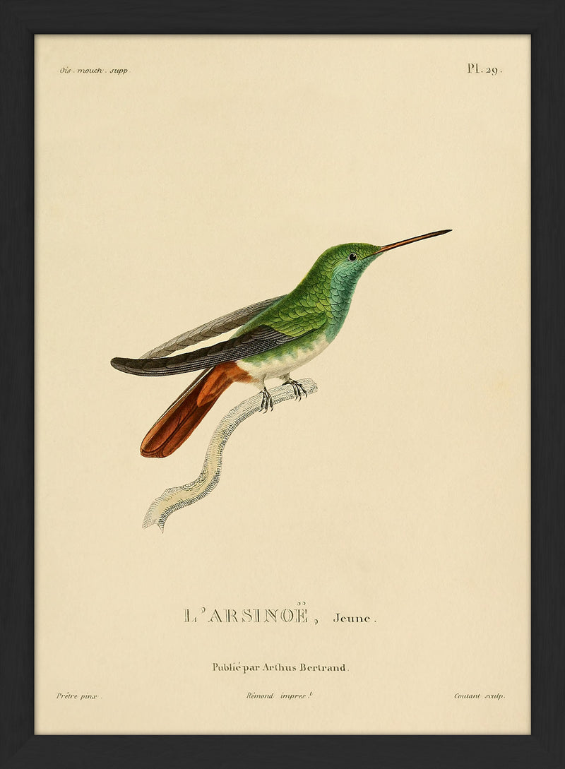 Berylline Hummingbird (L'Arsinoë/Saucerottia Beryllium). Mini Print