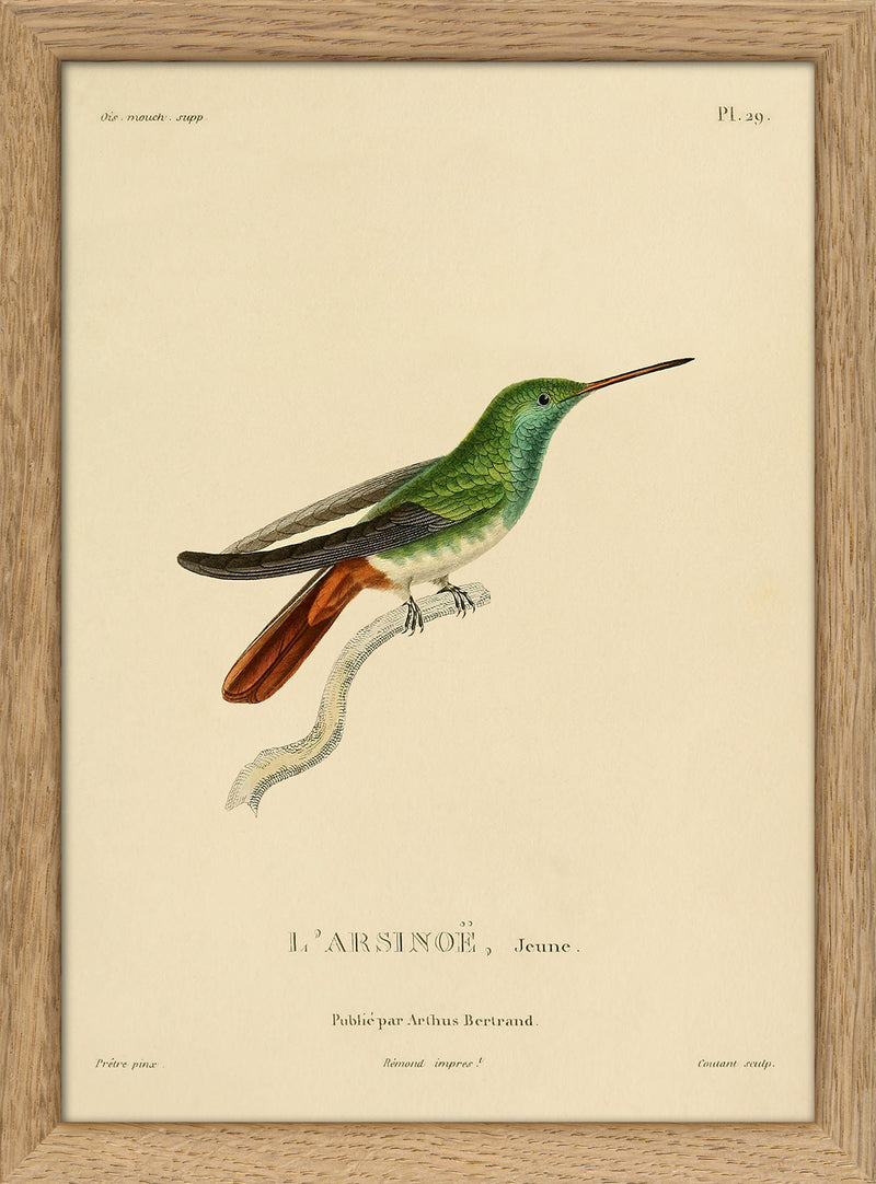 Berylline Hummingbird (L'Arsinoë/Saucerottia Beryllium). Mini Print