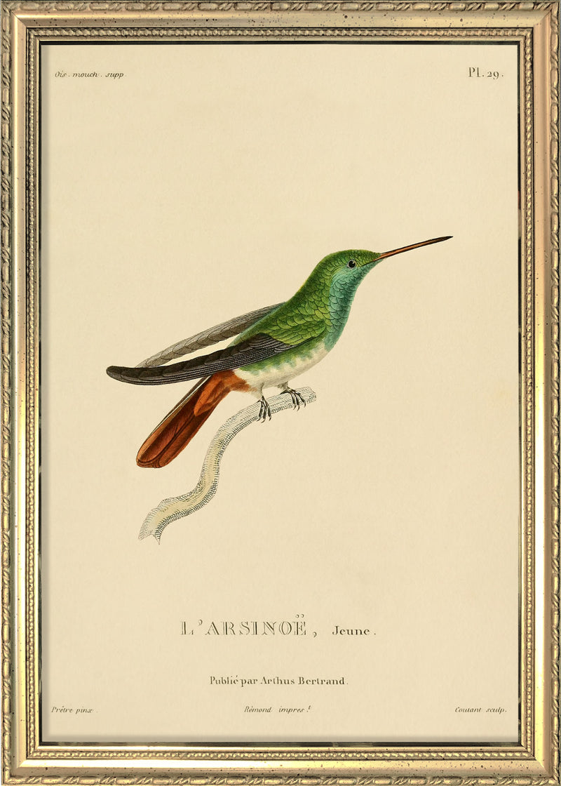 Berylline Hummingbird (L'Arsinoë/Saucerottia Beryllium). Mini Print