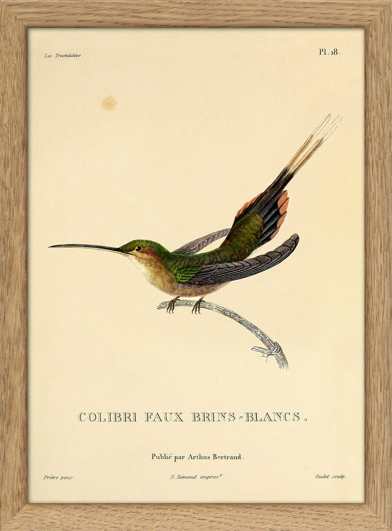 Straight-billed Hermit Hummingbird (Phaethornis Bourcieri/Faux Brins-Blancs). Mini Print