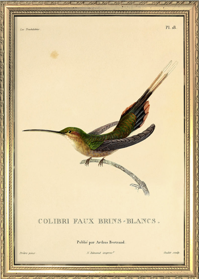 Straight-billed Hermit Hummingbird (Phaethornis Bourcieri/Faux Brins-Blancs). Mini Print
