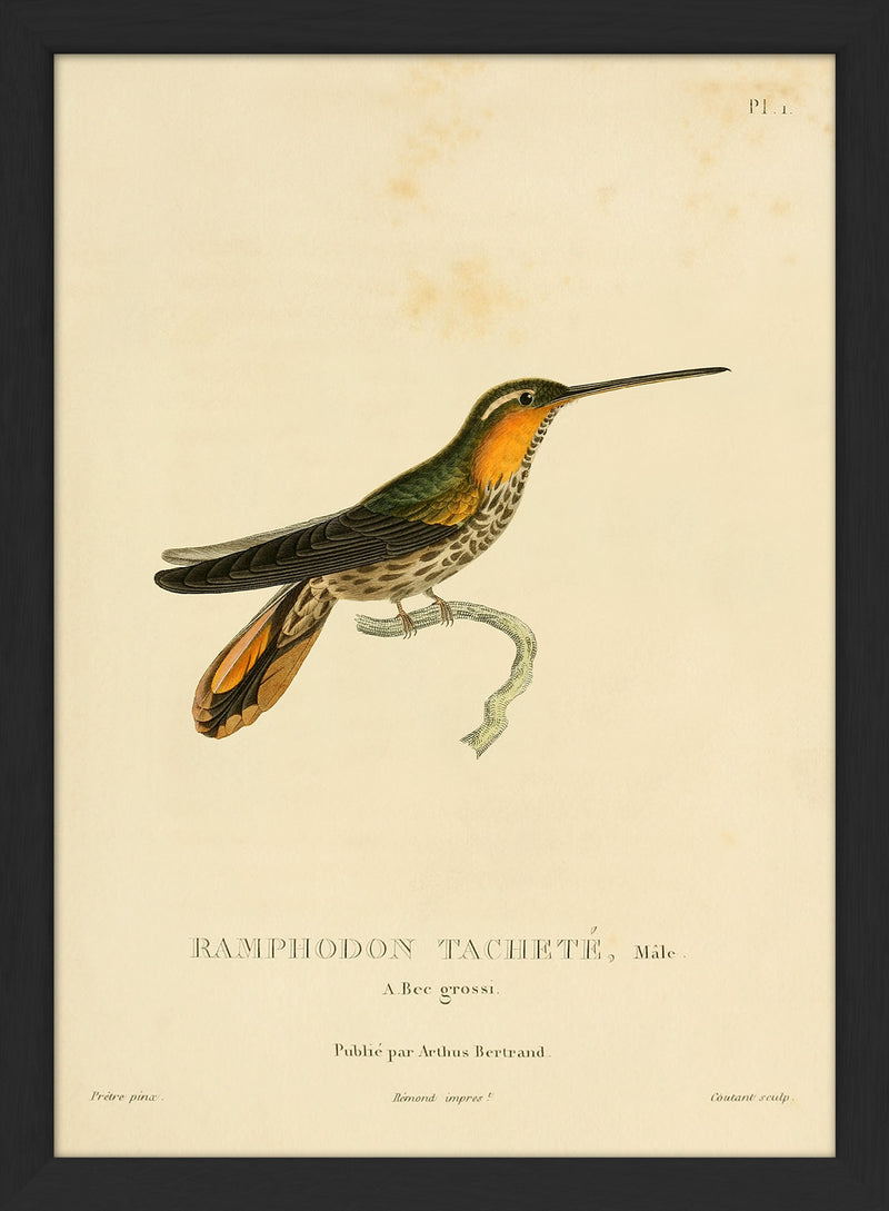 Saw-billed Hermit Hummingbird (Ramphodon Tacheté). Mini Print