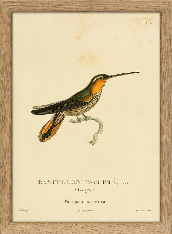 Saw-billed Hermit Hummingbird (Ramphodon Tacheté). Mini Print