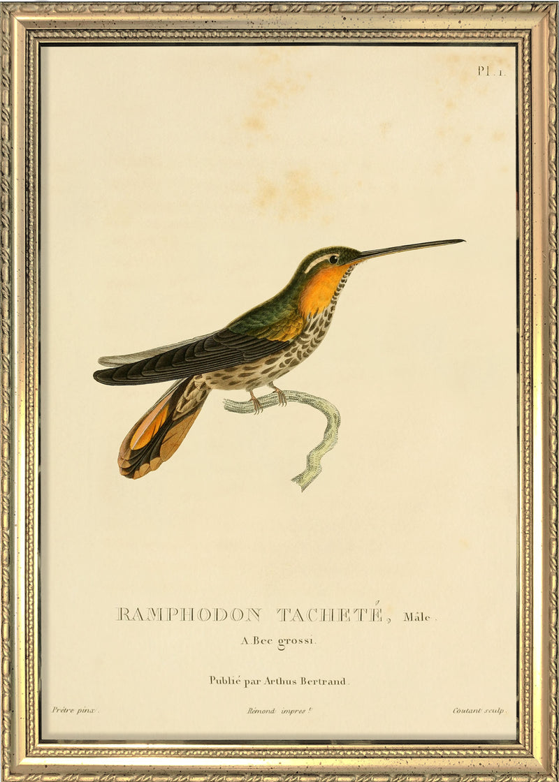 Saw-billed Hermit Hummingbird (Ramphodon Tacheté). Mini Print