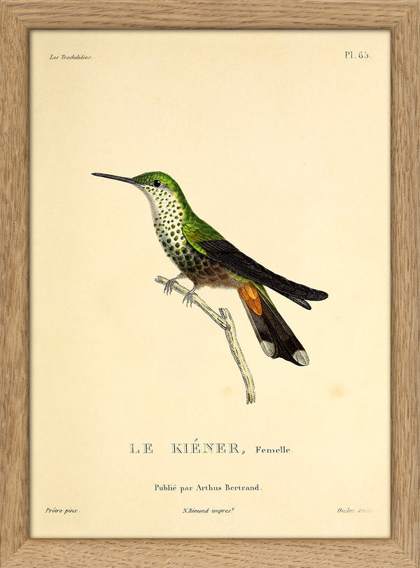 Le Kiéner Hummingbird. Mini Print