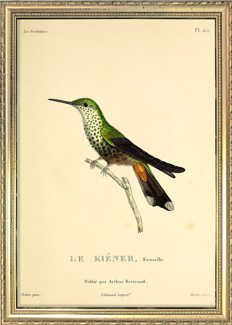 Le Kiéner Hummingbird. Mini Print