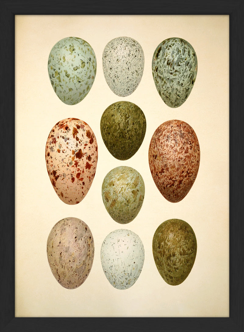 Ten Spotted Eggs. Mini Print