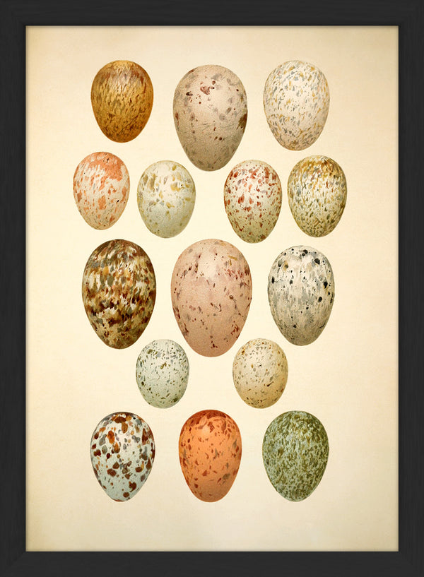 Fifteen Spotted Eggs. Mini Print