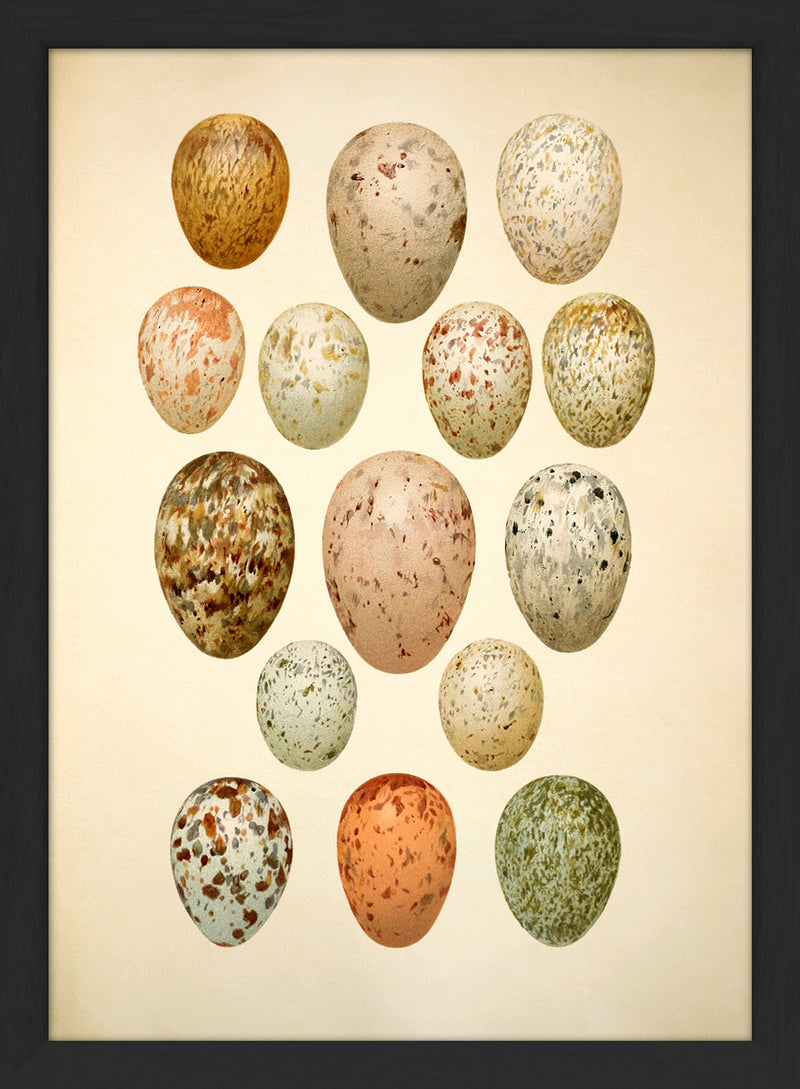Fifteen Spotted Eggs. Mini Print